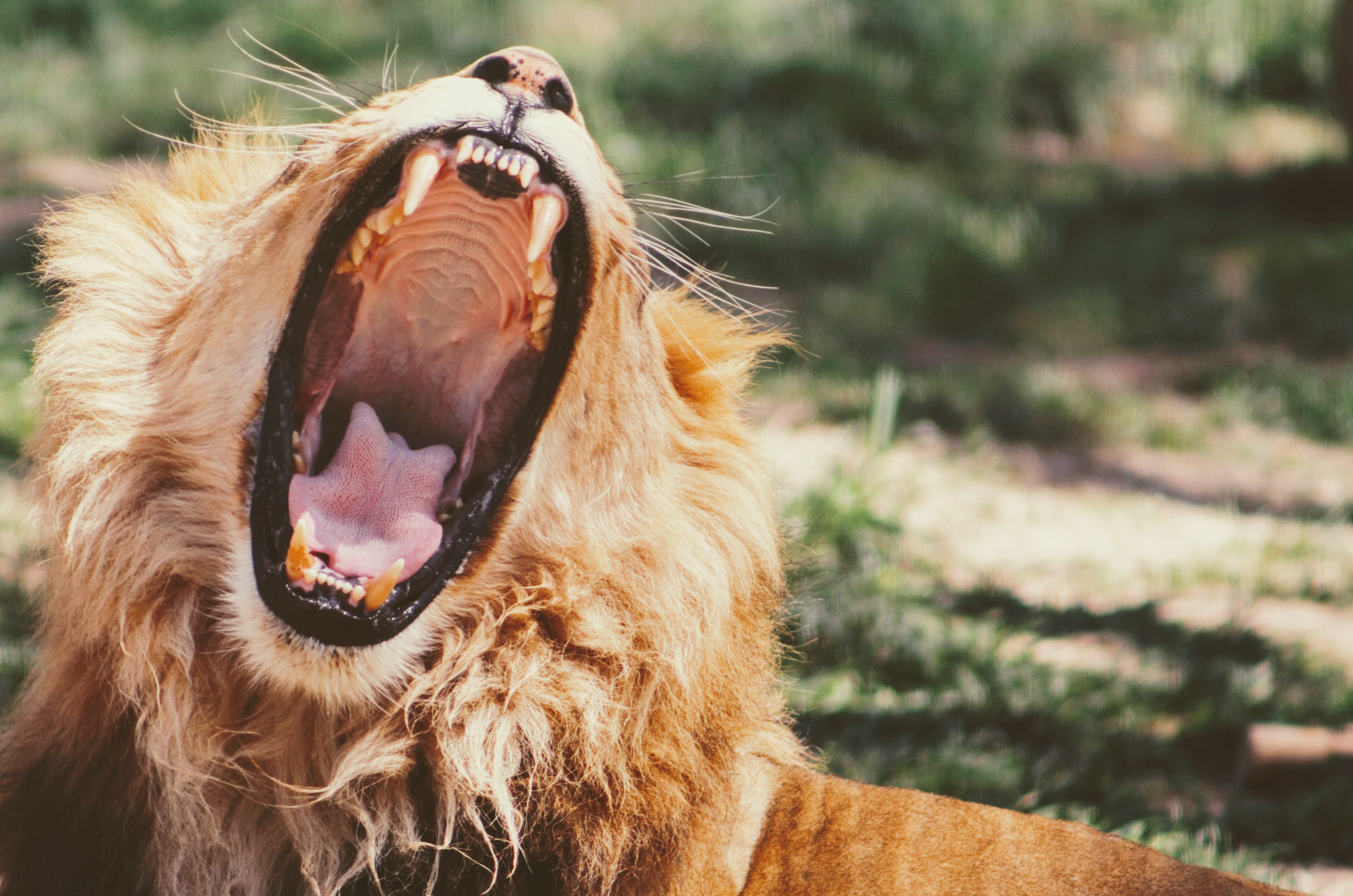 Spit it out. Sometimes it feels good to curse when we mess up. Learning a few Spanish curse words will go a long way in terms of self-expression.